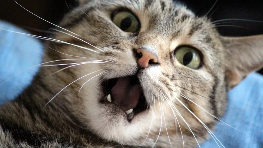 Biotech now sells pet cloning and cryonics, MIT Technology Review finds
